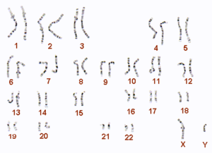 kariotipe