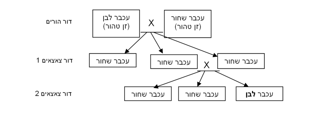 souri toracha gran 1